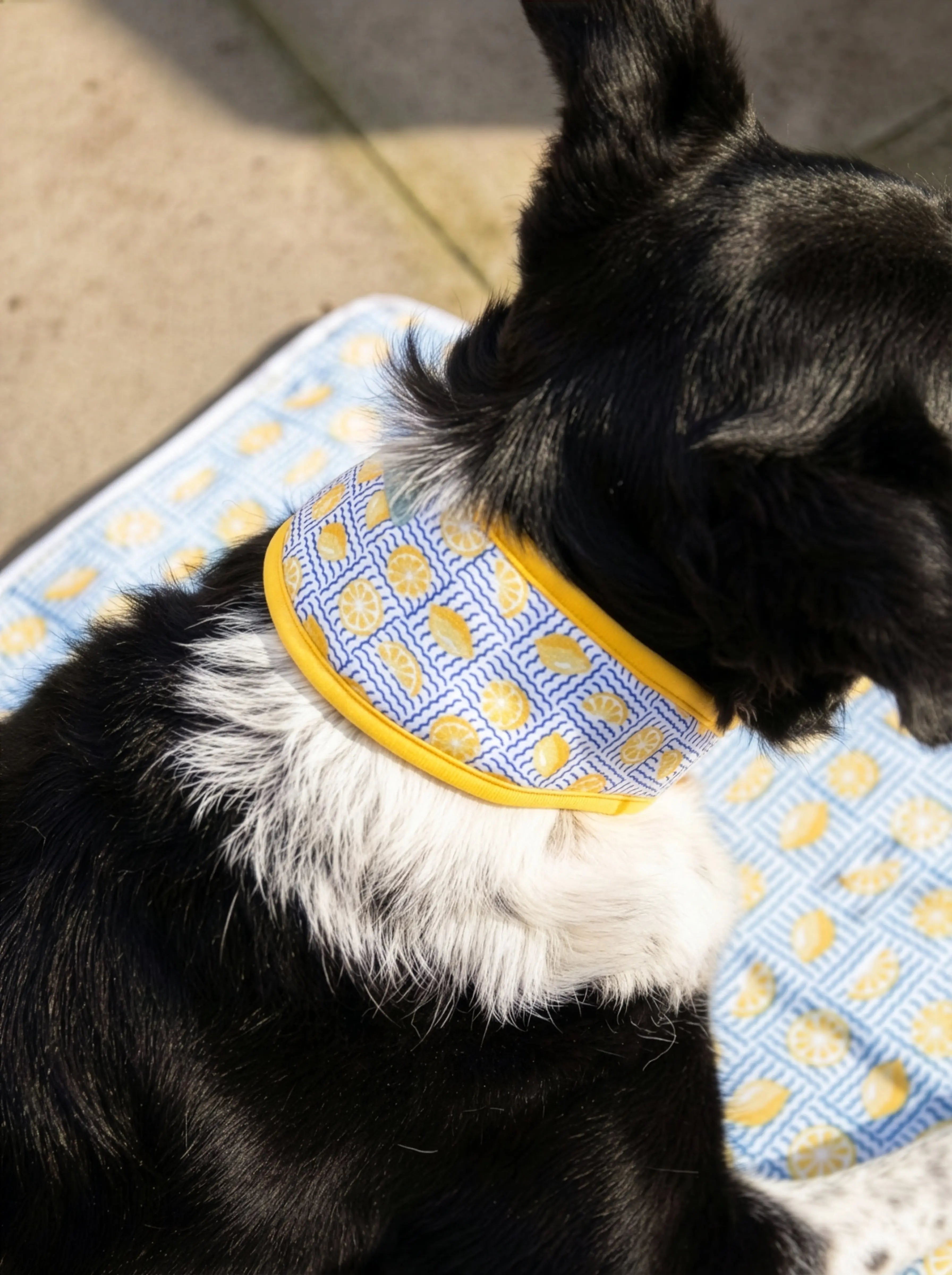 Lemon Cooling Collar Rosewood