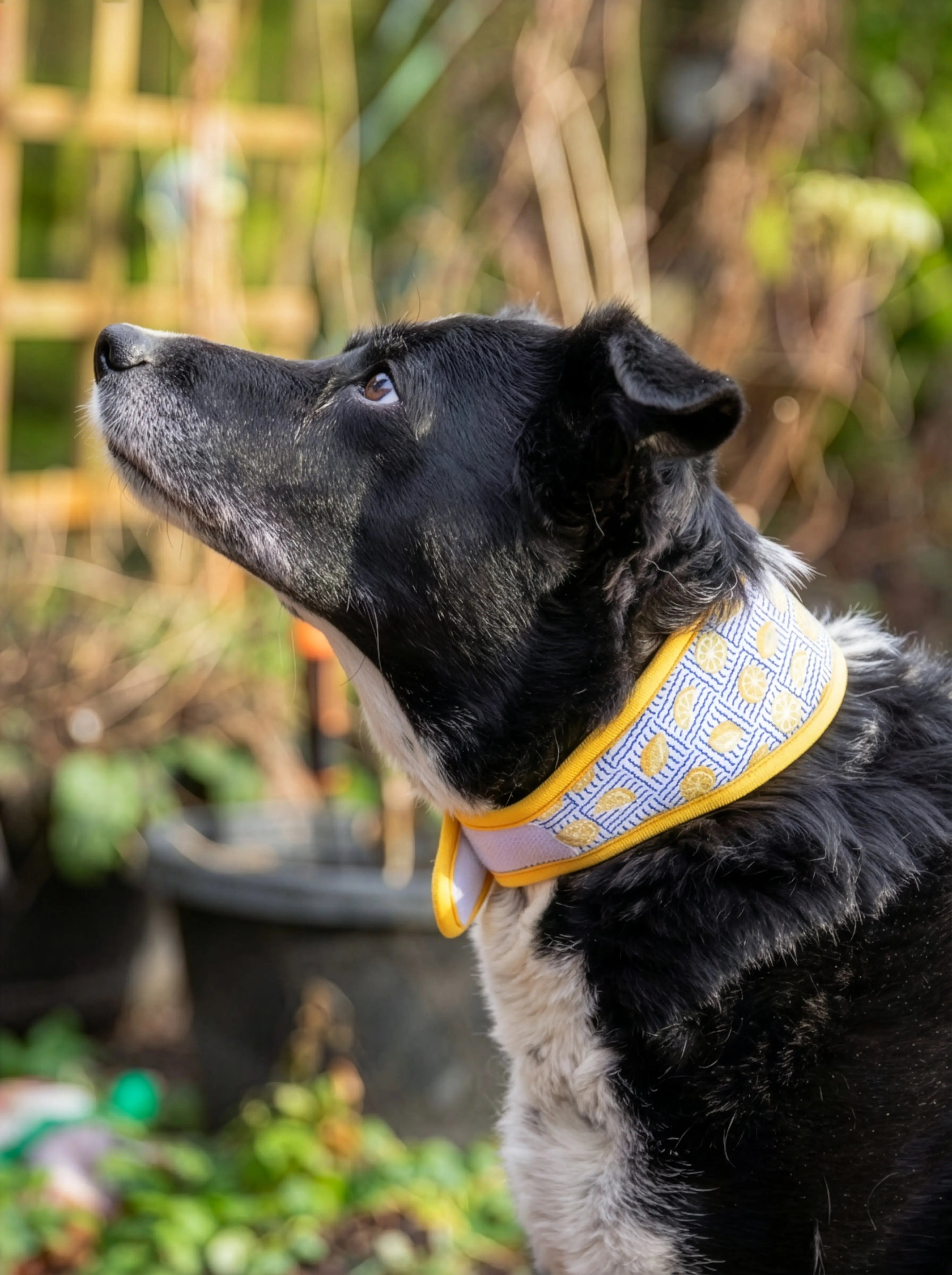 Lemon Cooling Collar Rosewood