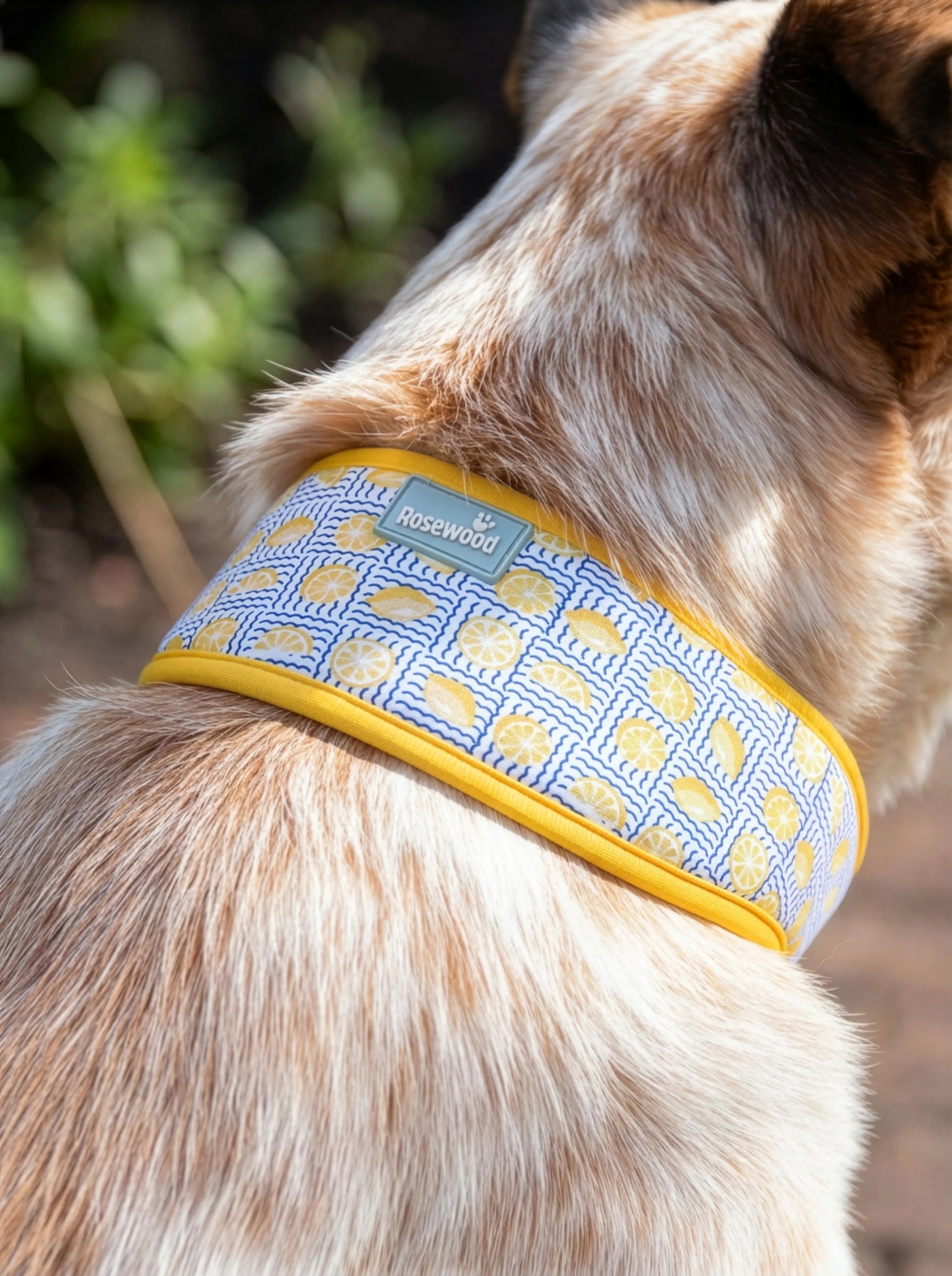 Lemon Cooling Collar Rosewood