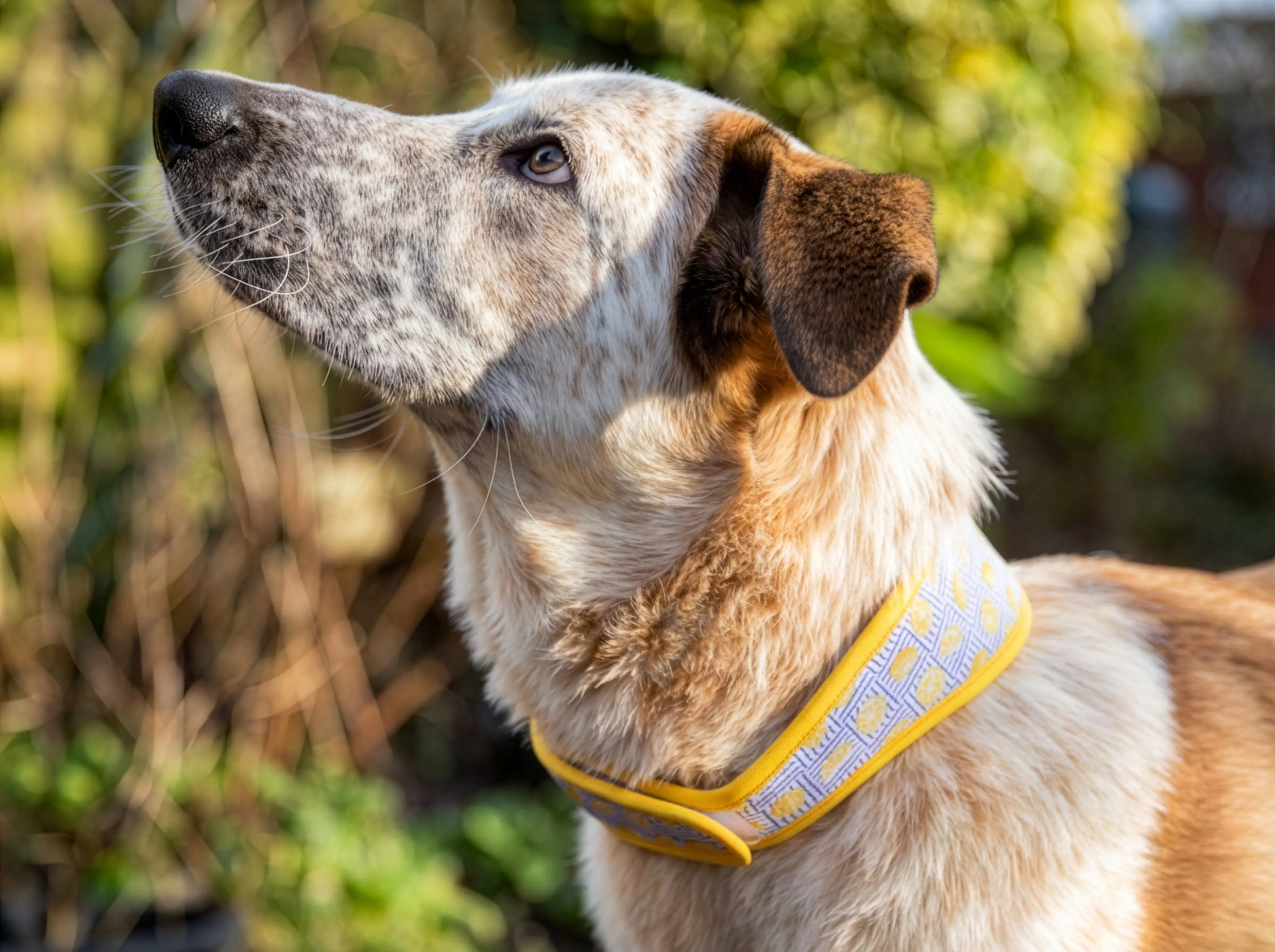 Lemon Cooling Collar Rosewood